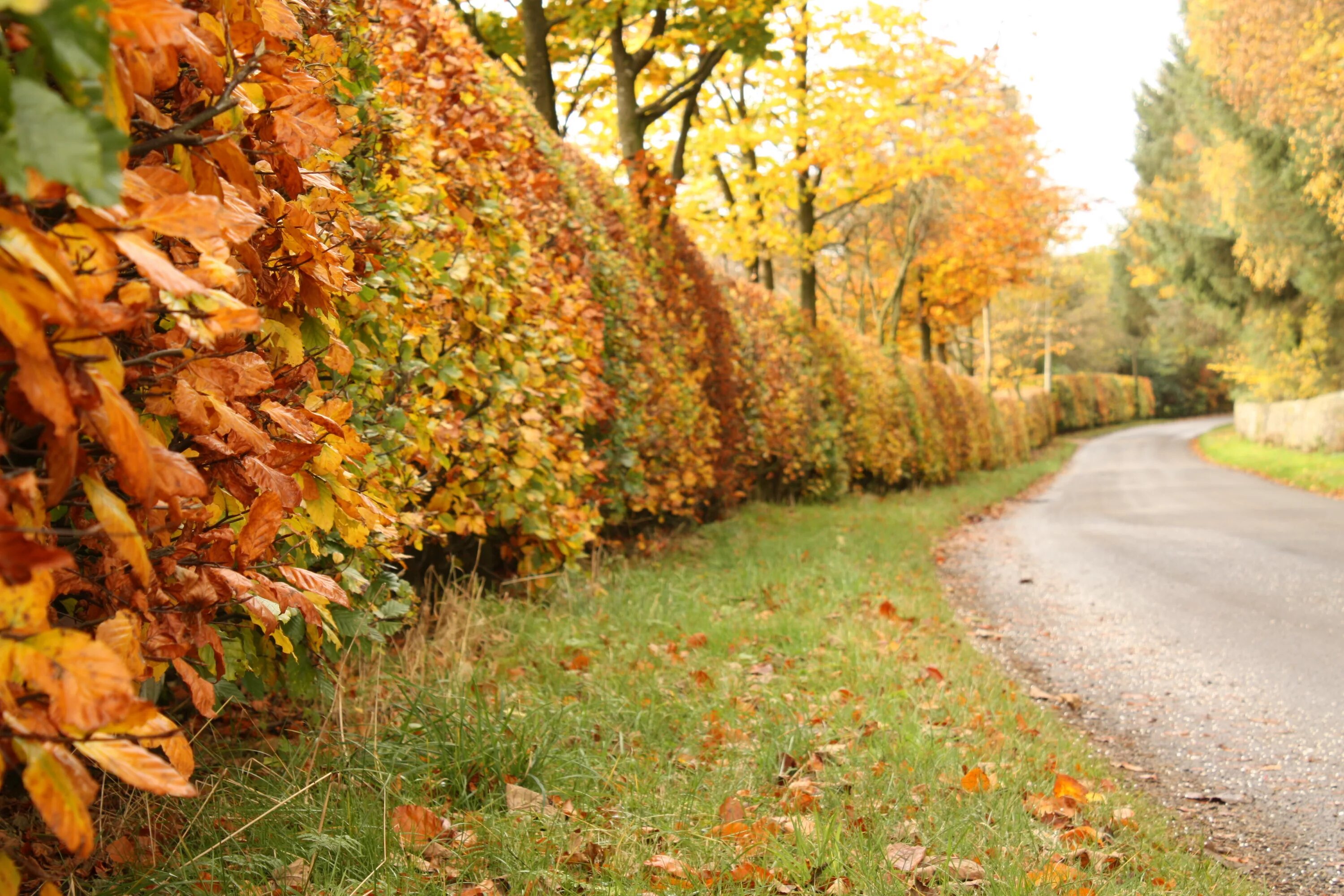 Осень в саду. Осенний огород. Фото картинок raking leaves. Сад осенью. Осень.