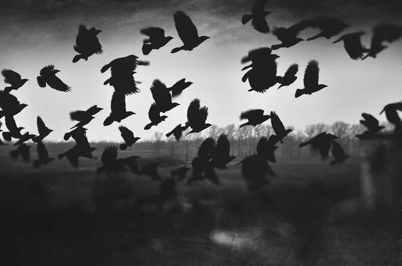 Черный ворон кружится. Стая воронов. стая птиц. птицы в небе. вороны в небе.