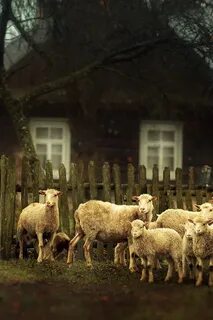 Деревня барашки