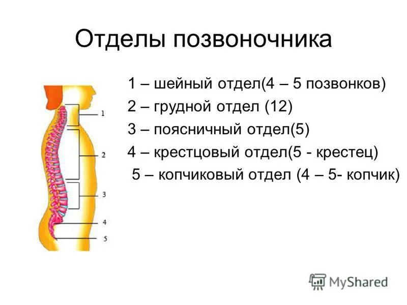 Вертеброгенная дорсалгия. Дорсалгия грудного отдела позвоночника. Дорсалгии поясничного отдела. Дорсалгия поясничного отдела позвоночника симптомы. Дорсалгия грудного поясничного отдела.