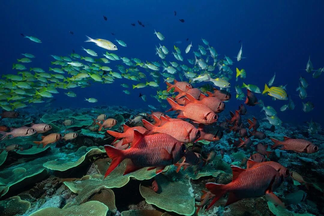 4 теплых океана. Подводный мир. Подводный мир фото. Подводный мир амазонки.