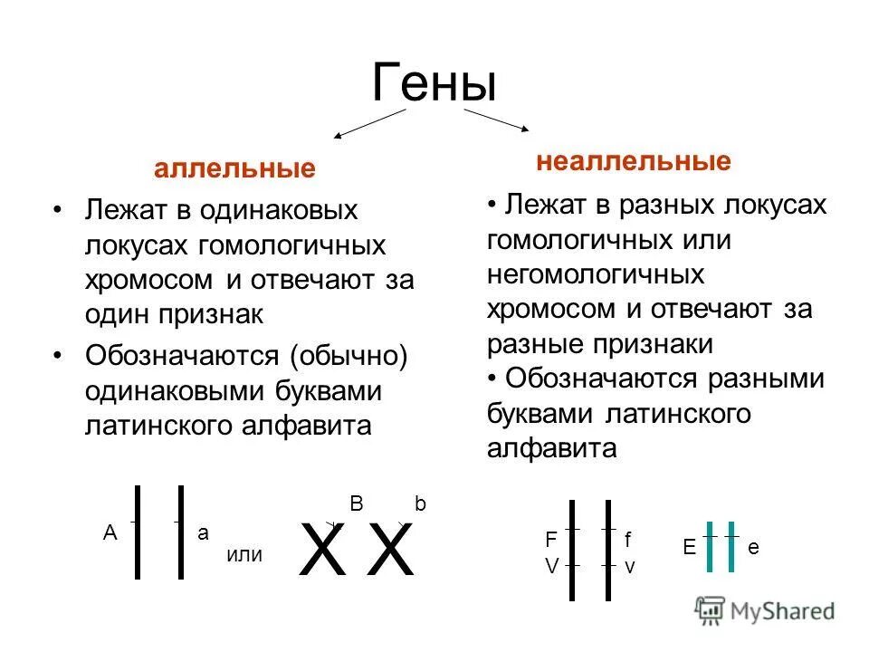 Генотип друзей. Аллельные гены в разных хромосомах. Что такое ген аллельные гены. Аллель и аллельные гены. Понятие аллельные гены.