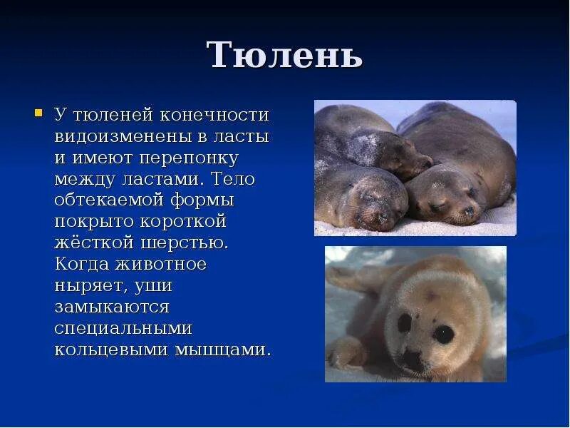 Организм тюленя. Конечности ластоногих. форма тела у ластоногих. конечности нерпы. конечности тюленя.