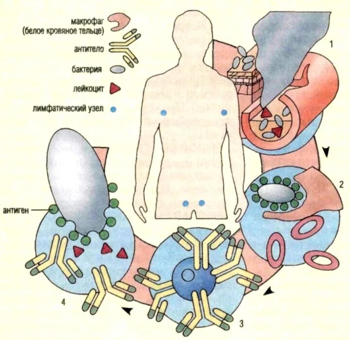 Выработка антигенов. Антитела в организме человека. Антиген антитело. Антиген рисунок. Антигены бактерий вирусов человека.