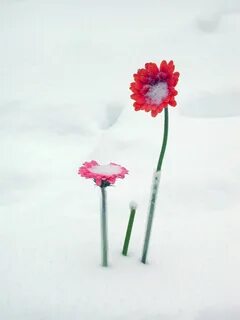 Снег мак