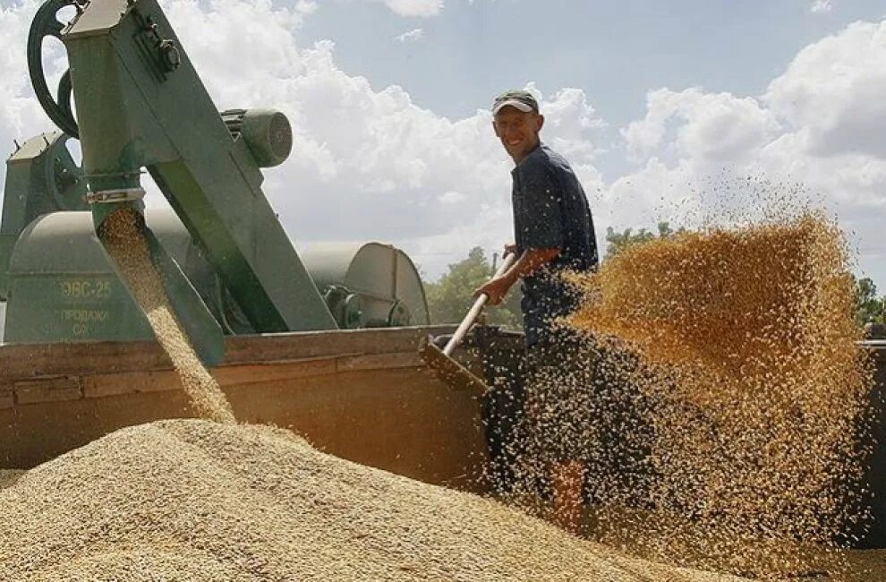 Экспорт зерна. Зерно Россия. Производство зерна. Промышленность зерновых.