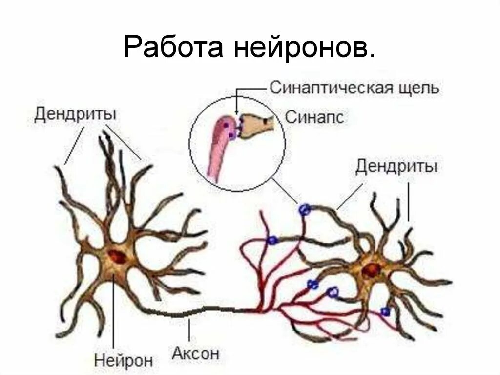 Нервные отростки головного мозга. Схема нейронов аксонов синапсов. Нейроны аксоны дендриты. Нейроны аксоны дендриты схема. Аксон дендрит синапс.