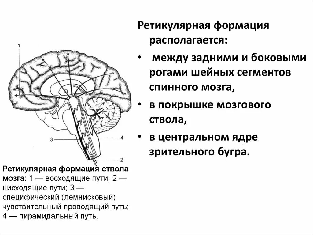 Ядра ретикулярной формации схема. Ретикулярная формация строение и функции. Проводящие пути ретикулярной формации. Строение ретикулярной формации схема.