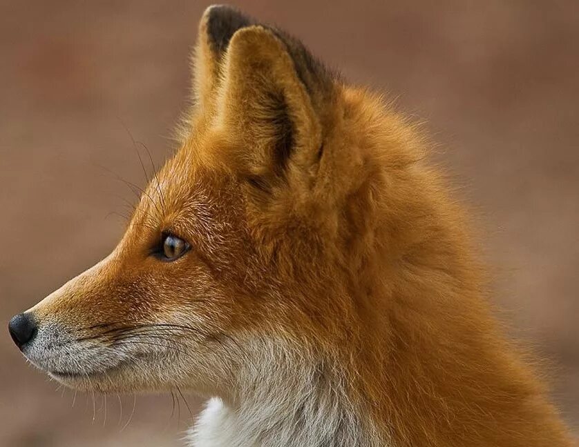 Foxs. Лиса морда сбоку. Лиса морда. The fox. Лиса.