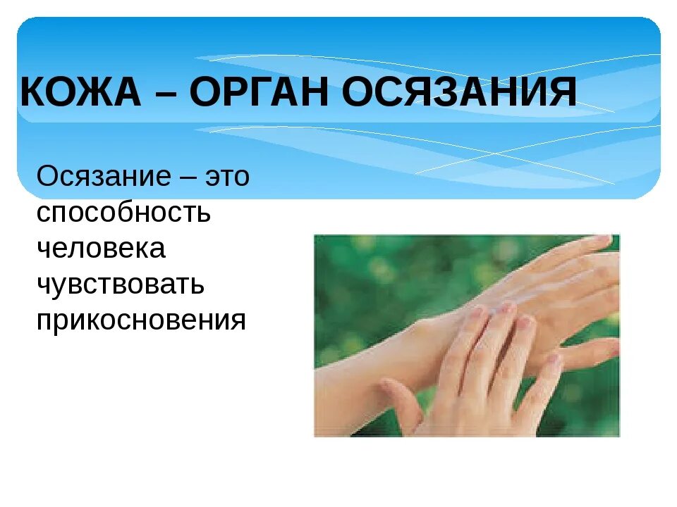 Орган осязания. Осязание это способность человека чувствовать. Кожа орган осязания. Предложение со словом осязание 3. Орган осязания доклад.