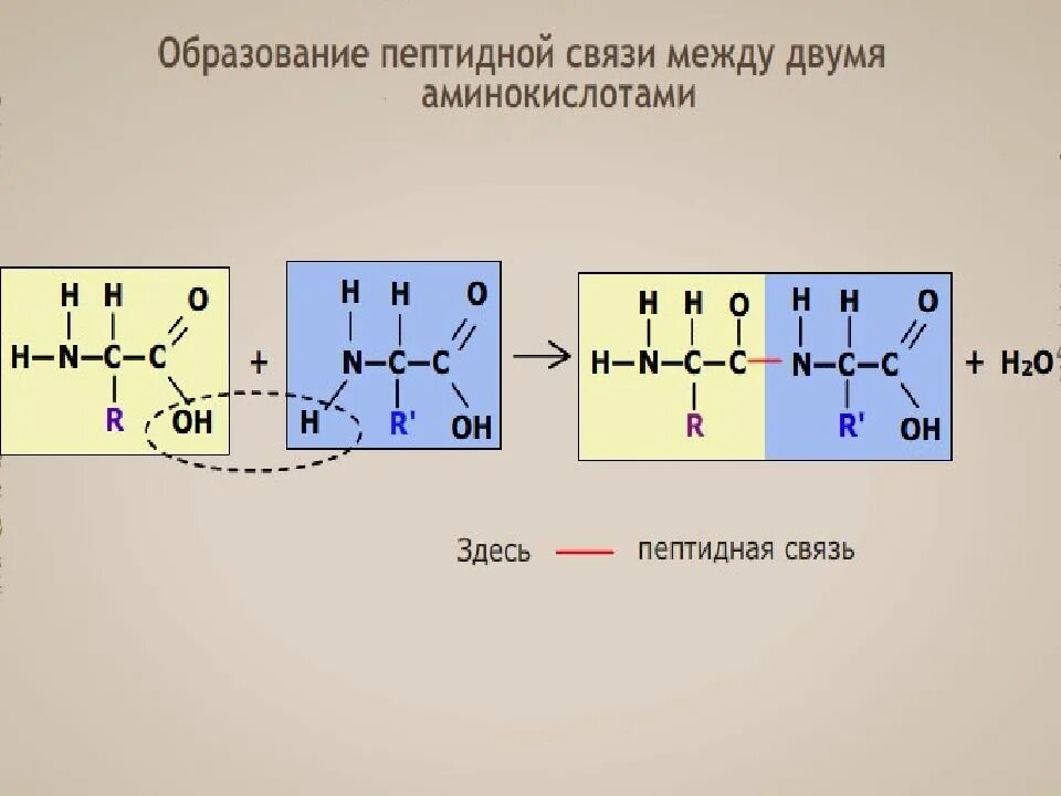 Образование пептидной связи происходит в. Реакция образования пептидной связи между двумя аминокислотами. Механизм образования пептидной связи в белках. Схема пептидной связи. Схема образования пептидной связи.