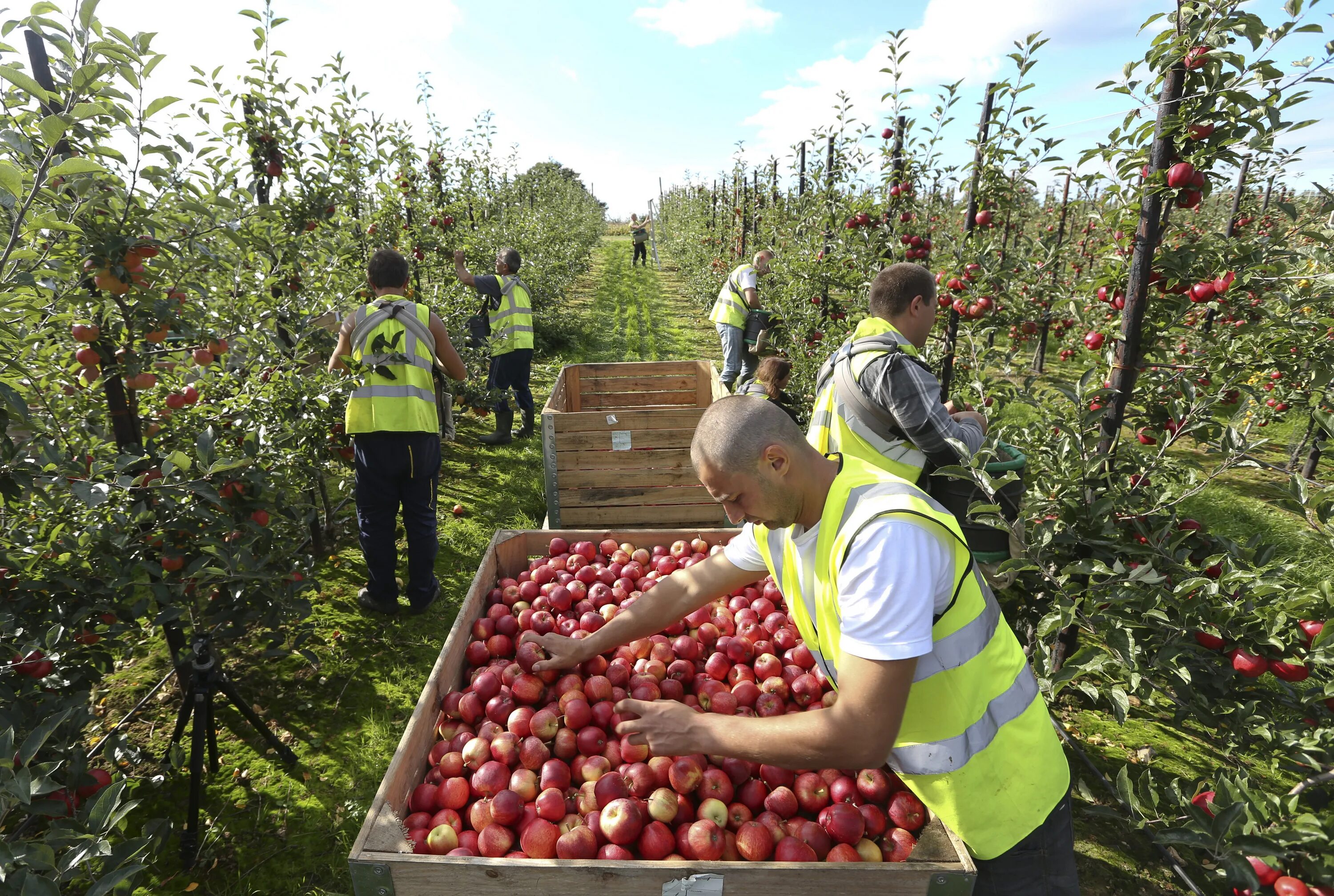 Lucky fruits casino. Fruit full jobs. Уборка урожая яблок. Fruit full jobs. Яблоки и апельсины в ящиках.