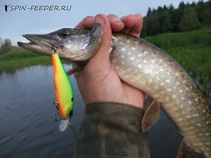 Каким воблером ловить щуку