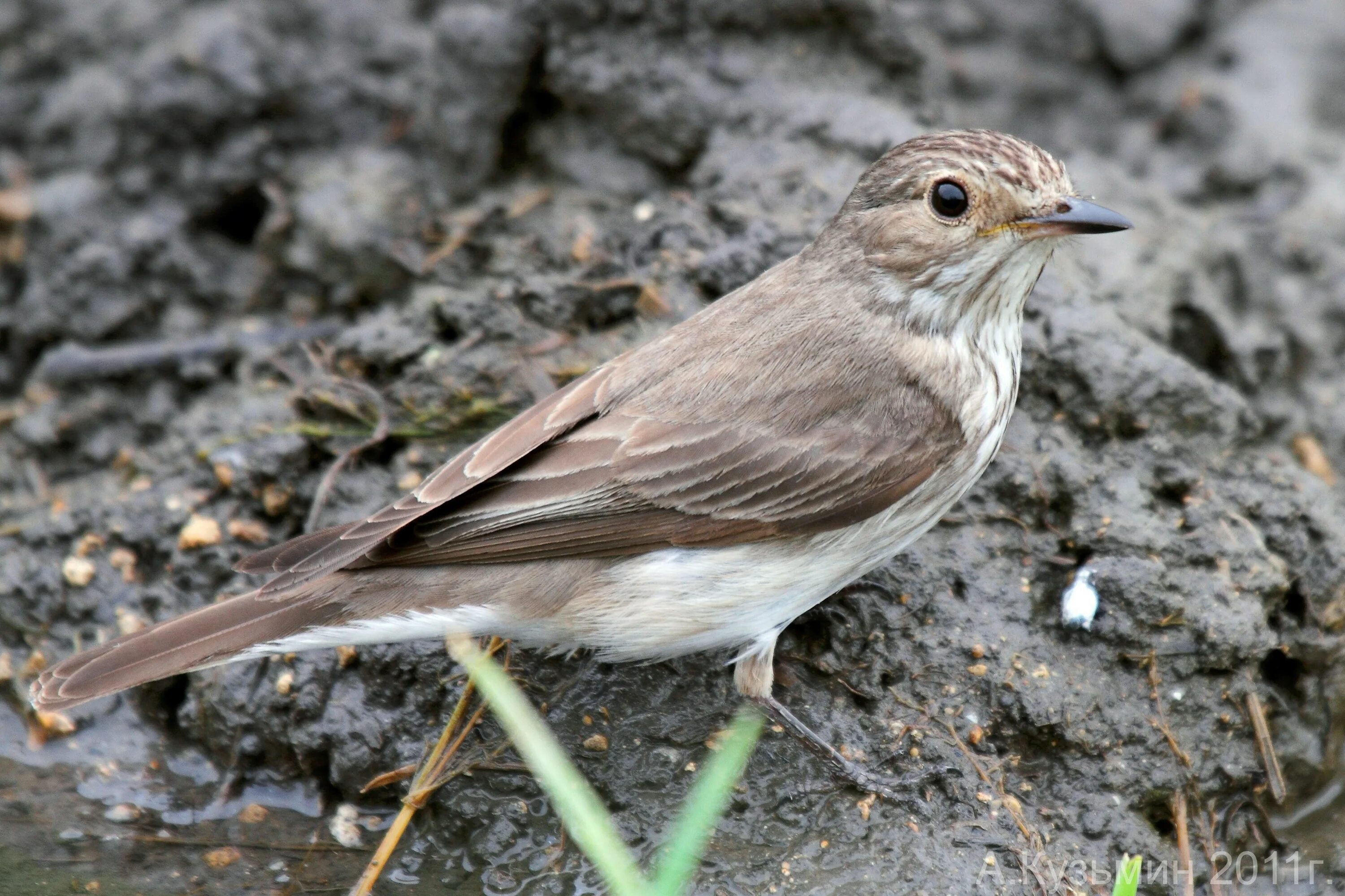 Маленький серенький похож. Серая мухоловка (Muscicapa striata). Маленькая серая птичка мухоловка. Мухоловка серая – Muscicapa striata (Pallas, 1764). Соловей и мухоловка.