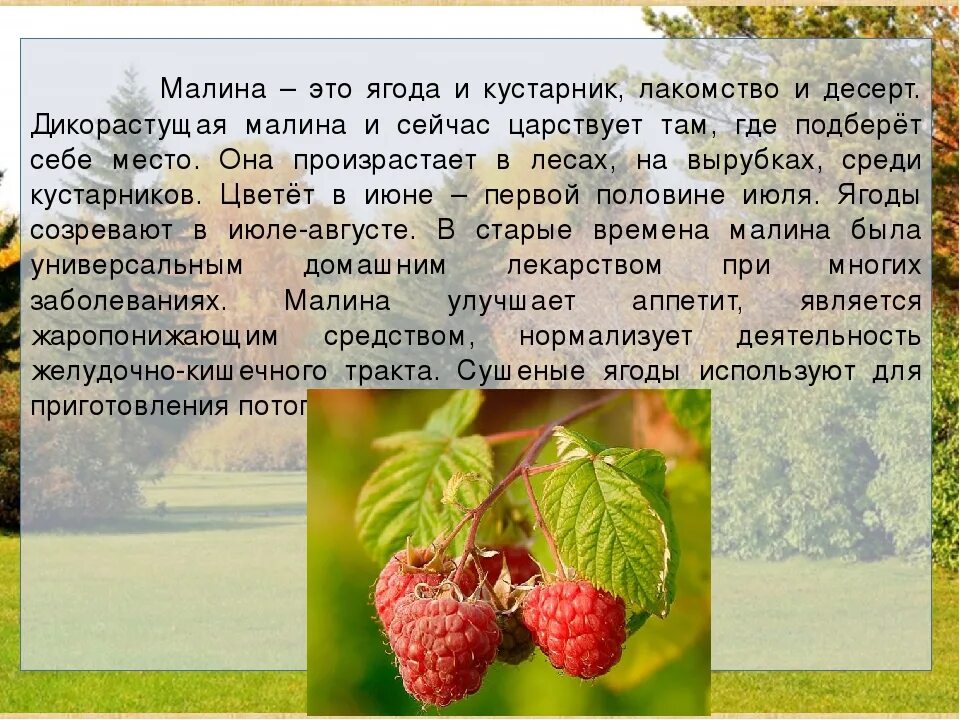 Информация о Малине. Рассказ о Малине. Малина доклад. Сообщение про малину. Ягодка предложение