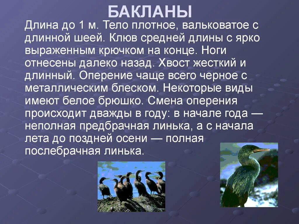 Информация о бакланах. Сообщение о баклане. Баклан нырок. Корморан баклан. Капский баклан.