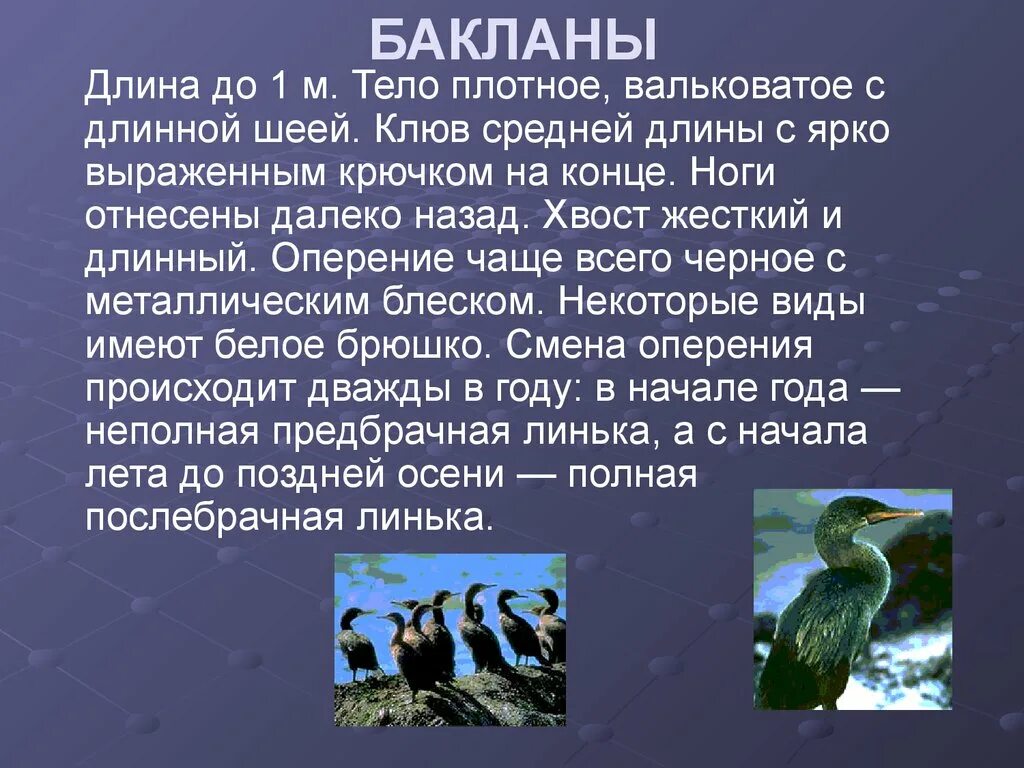 Рассказ о Баклане. Баклан доклад. Баклан презентация. Интересные факты про Бакланов. Бакланы текст