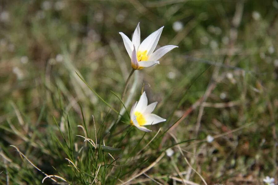 Тюльпан двухцветковый. Тюльпан двуцветковый Tulipa biflora. Тюльпан двуцветковый (Tulipa bi Lora ).