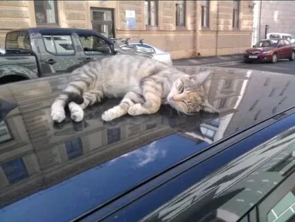Кот сидит на машине