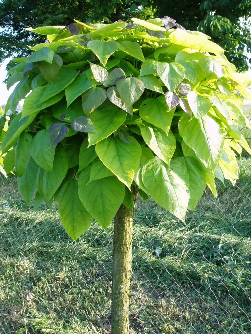 Катальпа бигнониевидная. Катальпа бигнониевидная (Catalpa bignonioides). Катальпа сиреневидная. Дерево с огромными листьями