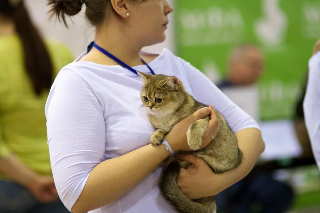 Купить кошку в москве. Выставка кошек в Москве. Выставка британских кошек. Выставка котов в Москве 2021 год. Выставка котов в СПБ 2021.