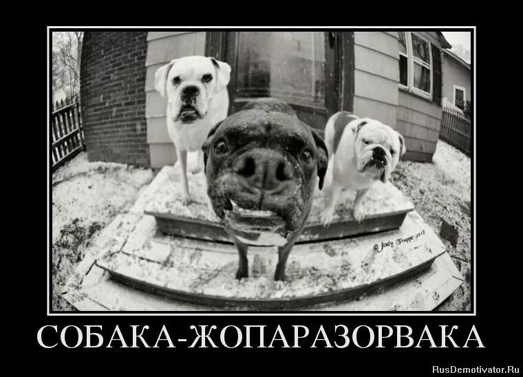 демотиваторы собаки прикольные. собака-улыбака демотиватор. собака подозревака демотиватор. собака бежит. демотиваторы про щенков.