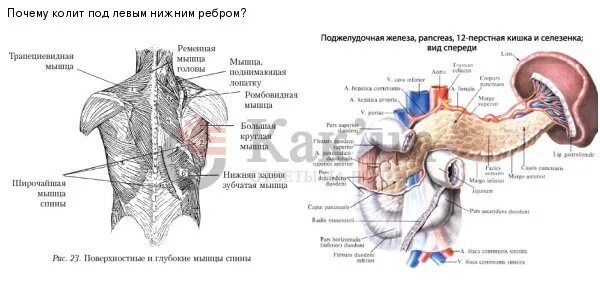 Боль с левой стороны под ребрами. Орган под левым ребром сбоку. Ноет под левым нижним ребром спереди. Болит слева под нижним ребром спереди. Что находится слева под ребрами спереди.