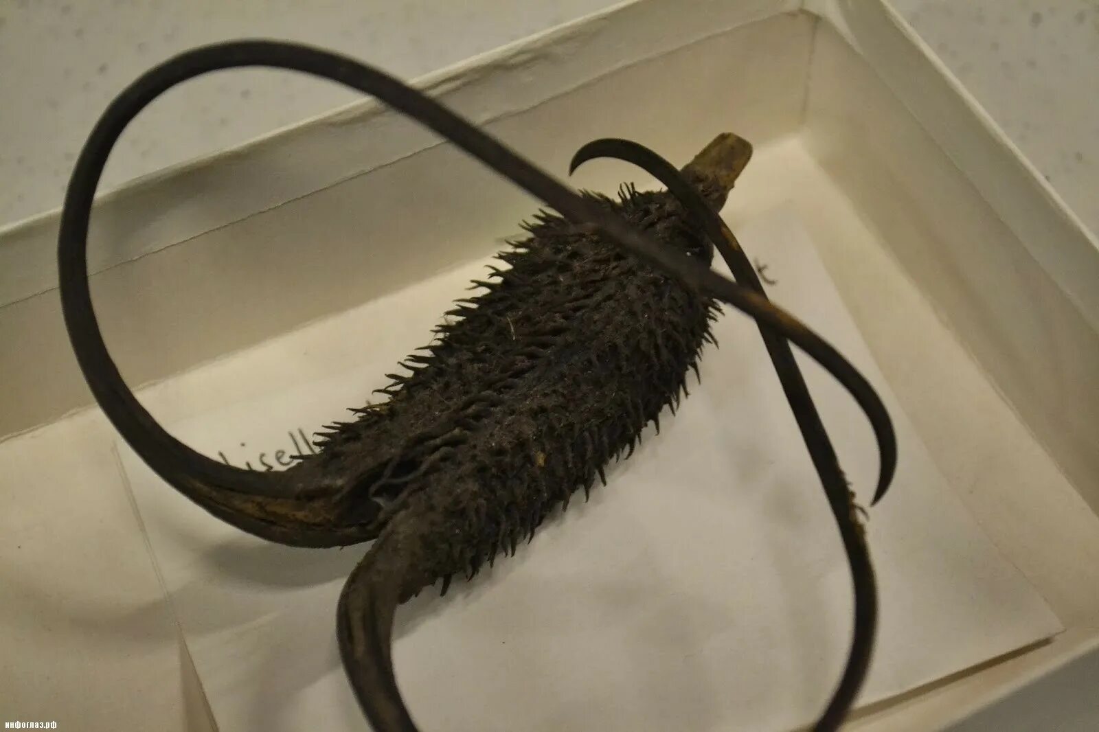 Когти корень. Когти корень. Когти корень. Мартиния душистая коготь дьявола. Дьявольский коготь цветок.