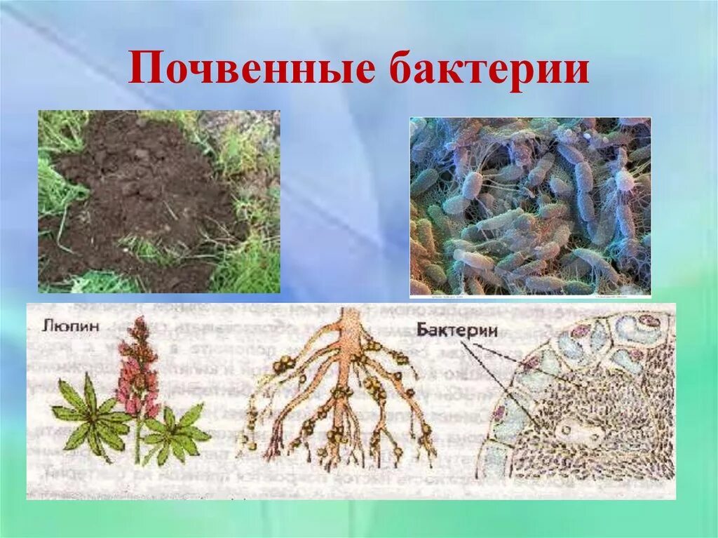 Растительными остатками образован. Почвенные бактерии сапрофиты. Азотфиксирующие клубеньки. Почвенные бактерии гниения. Роль почвенных бактерий.