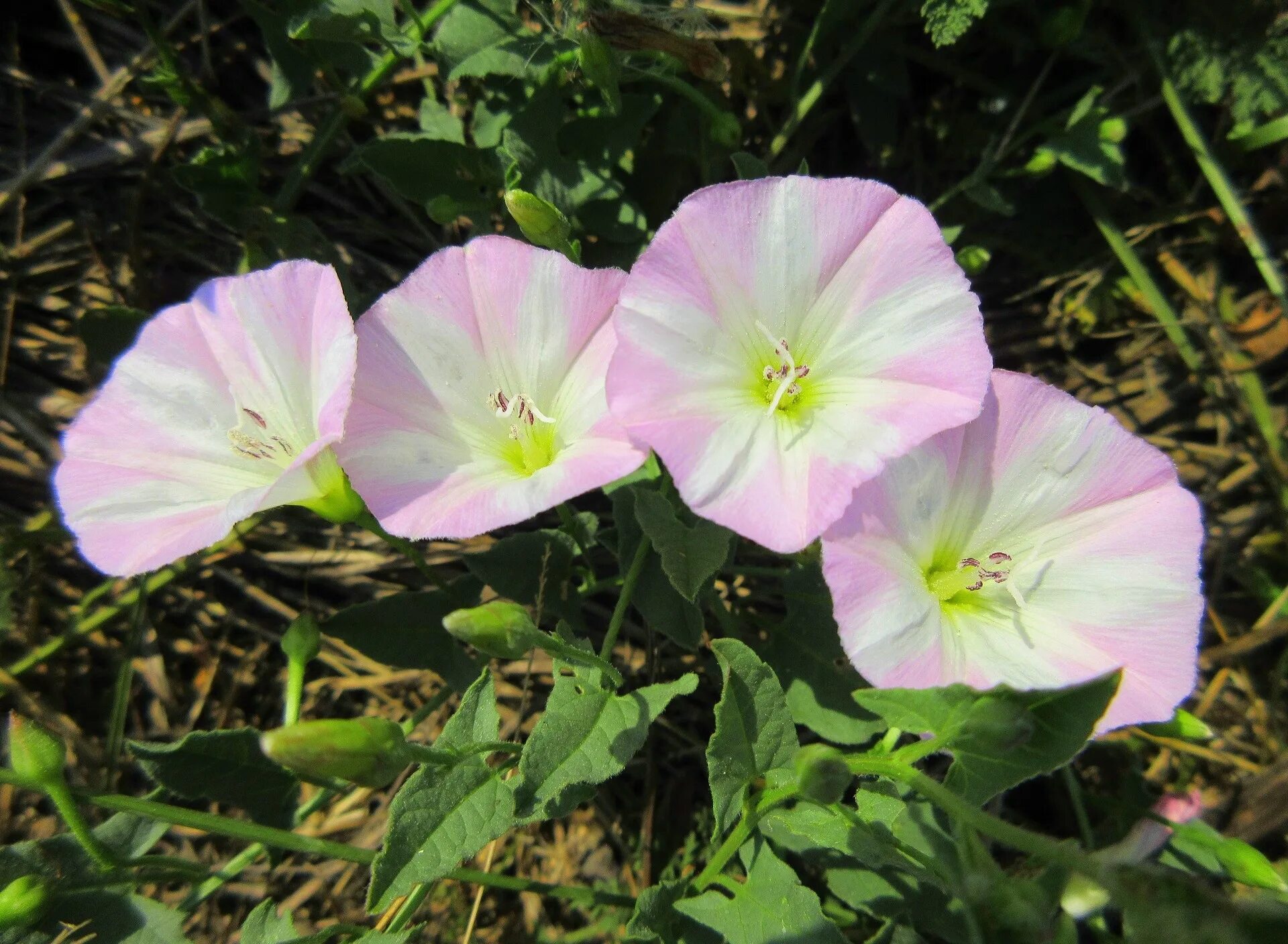 Вьюнок крымский. Ипомея трехцветная. Ипомея пурпурная звездный. Вьюнок полевой-convolvulus cneorum. Ипомея вьюнок.