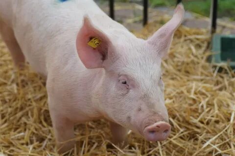 Pig s
