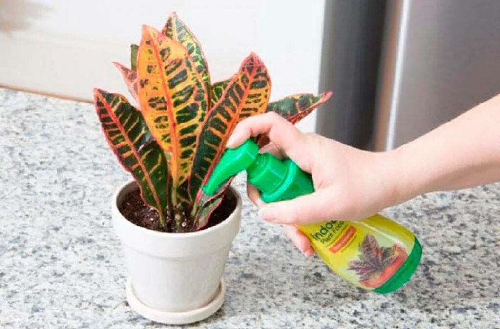 Кротон как размножается. Кодиеум кротон размножение. кротон кодиеум прищипка. кодиеум кротон полив. черенкуем кротон кодиеум.