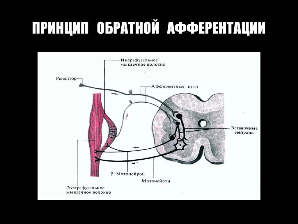 Афферентация это. Принцип обратной афферентации физиология. Обратная афферентная связь физиология. Рефлекторная дуга Обратная афферентация. Афферентные импульсы это.