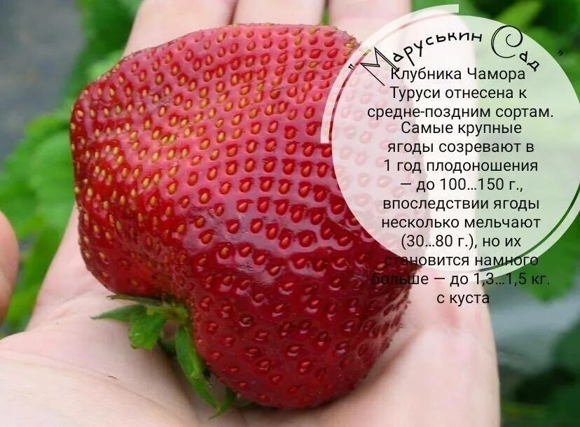 Чамора туруси клубника описание сорта фото отзывы