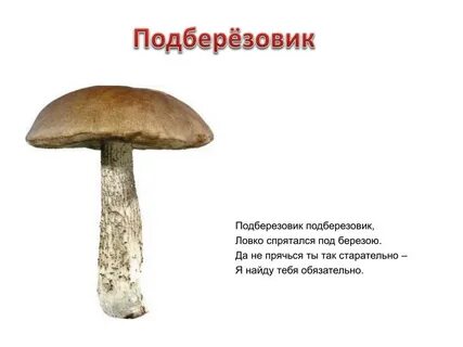 Подберезовик значение