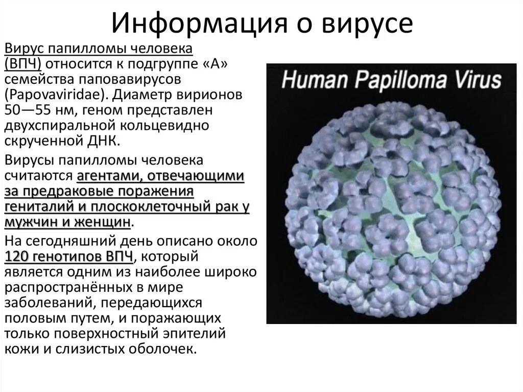 Вирус папилломы строение. Вирус папилломы человека характеристика. Вируспопиломы человека. Вирус human