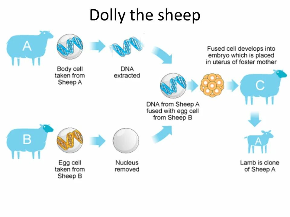 Processing of animals. Клонирование. генная инженерия клонирование. genetic engineering of animals. process of cloning.