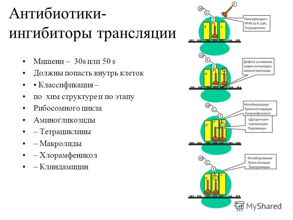 Антибиотики ингибиторы. Механизм действия антибиотиков. Антибиотики ингибиторы трансляции. Мишени антибиотиков. Ингибиторы белка