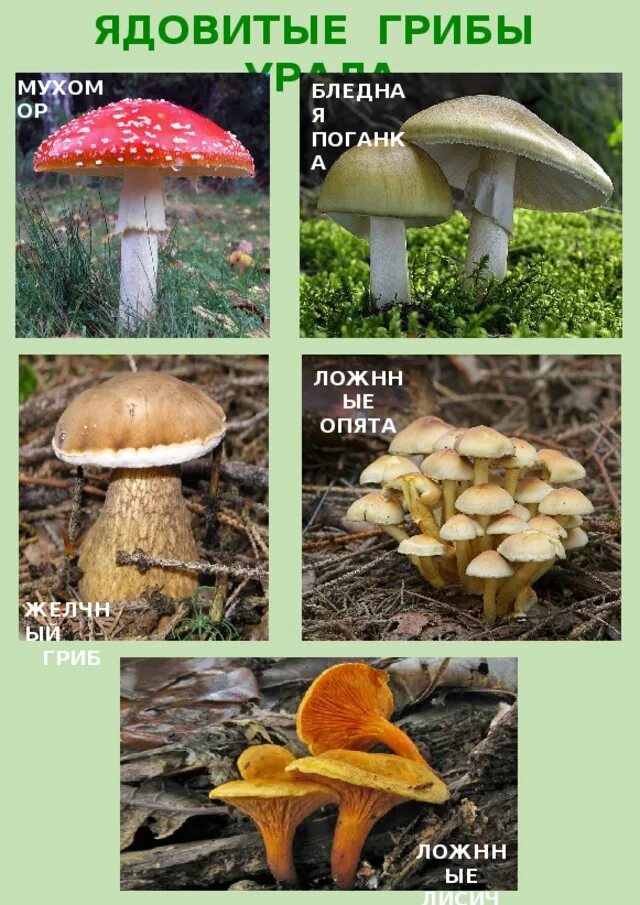 Название несъедобных. Несъедобные грибы. название ядовитых грибов. название несъедобных грибов. название несъедобных грибов ядовитых.