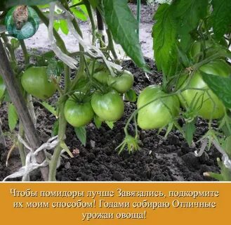 Почему не завязываются помидоры в теплице