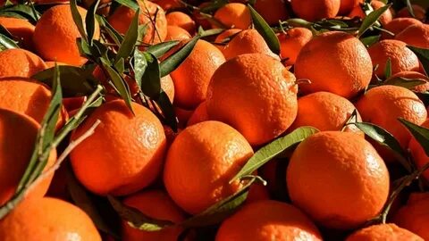 Египетские апельсины
