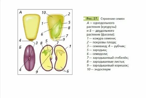 Яблоня однодольное или двудольное