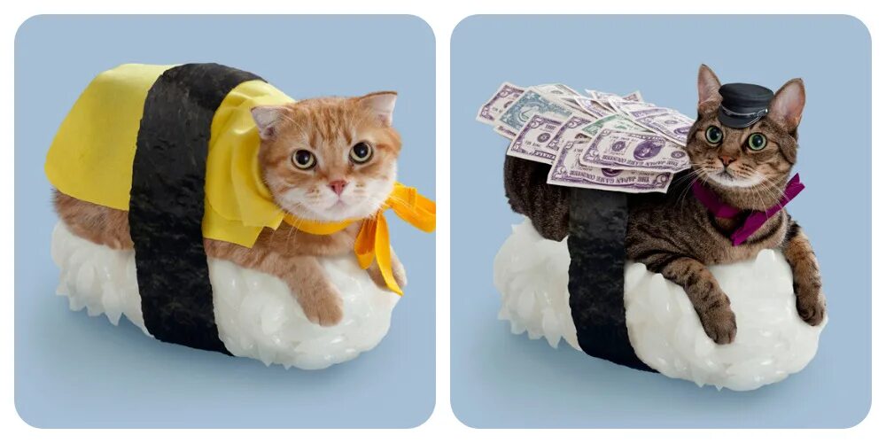 Сухие коты. Суши кот. Сухие коты. Суши кот игрушка. Суши кот.