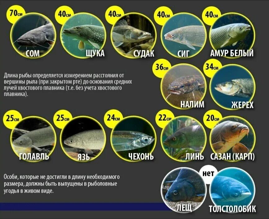 Какую рыбу можно ловить по новому закону. Размер вылавливаемой рыбы. Размер рыбы разрешенной к вылову. Допустимые Размеры вылова рыбы. Размеры рыб для вылова.