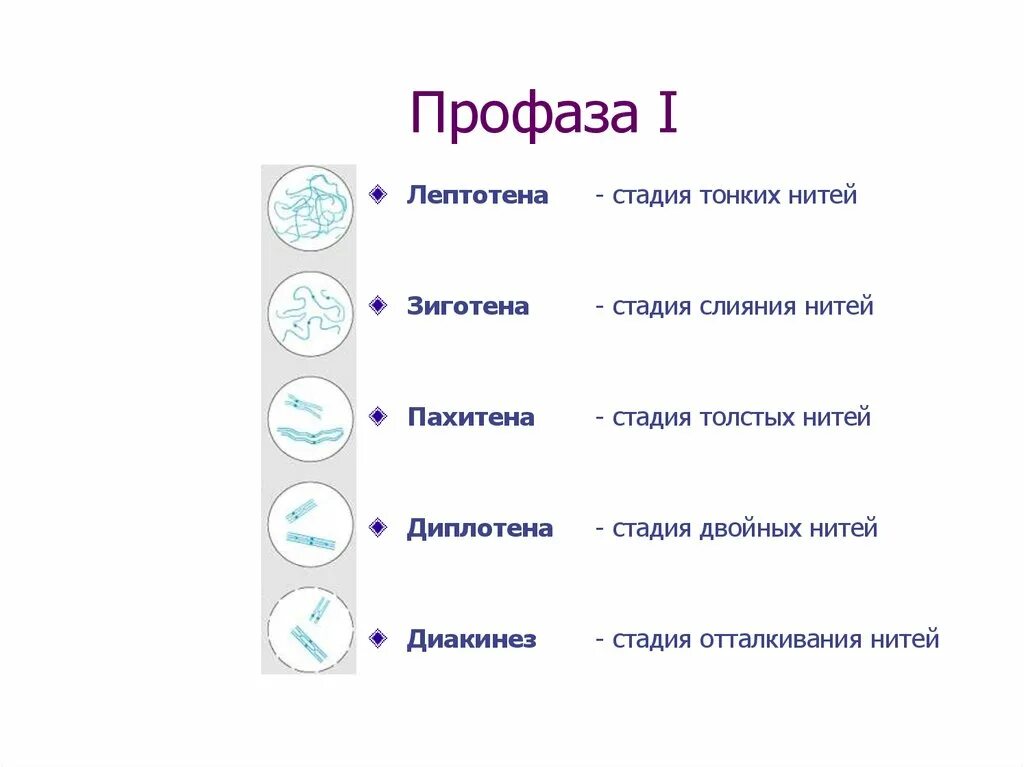 Лептотена. Мейоз лептотена зиготена. Профаза 1 мейоза лептотена зиготена пахитена. Фазы профазы 1 мейоза. Стадии профазы 1 мейоза.