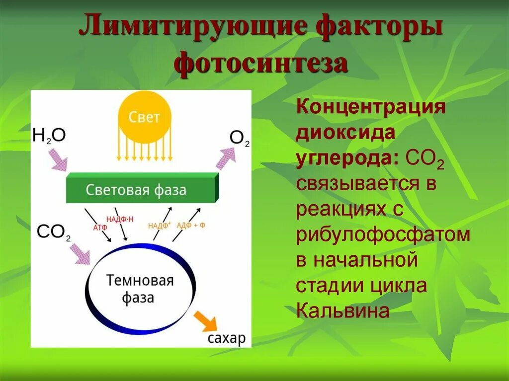 Нужен ли свет при фотосинтезе. Фотосинтез 6 класс биология темновая фаза\. Лимитирующие факторы фотосинтеза. Имитирующие факторы фотосинтеза. Лимитирующие факторы фото.