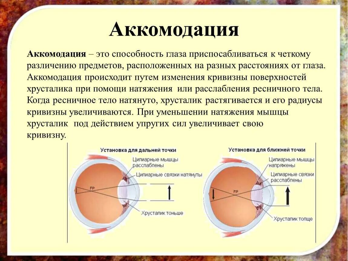 Изменение хрусталика при аккомодации. Аккомодация сетчатки. спазм аккомодации глаз. аккомодация хрусталика глаза. механизм спазма аккомодации.