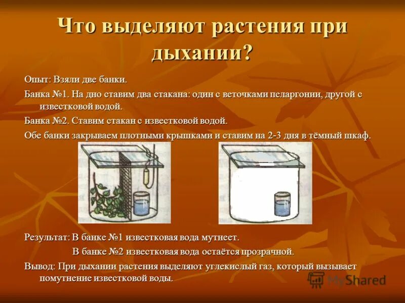 Опыт показывающий дыхание растений. Опыт с известковой водой и растениями. Опыты по дыханию растений. Эксперимент что растение дышит. Что произойдет с известковой водой