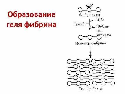 Белки фибриноген