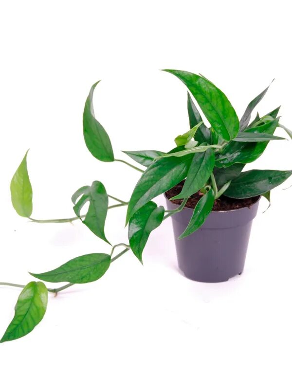 Эпипремнум пиннатум себу блю. Эпипремнум себе блю. Эпипремнум сильвер блю. Эпипремнум себу блю. Себу блю сциндапсус.